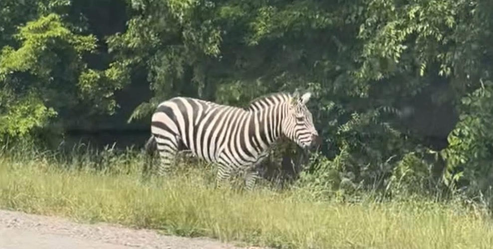 Missing Zebra Becomes Local Celebrity in Rutherford County Tennessee