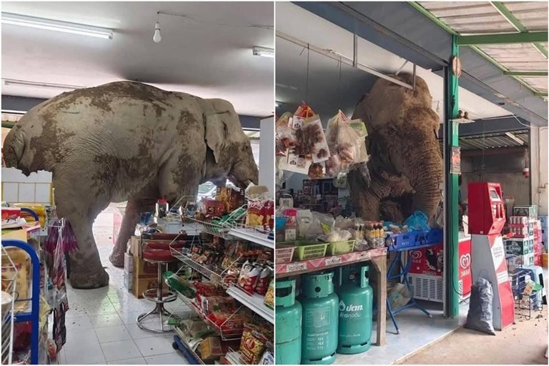 Wild Elephant Raids Thai Grocery Store in Viral Encounter